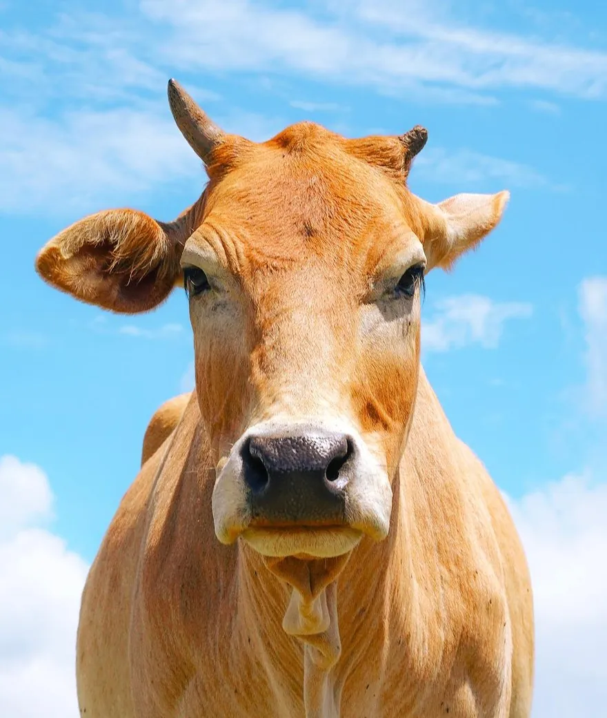 Cow Shares for Qurbani