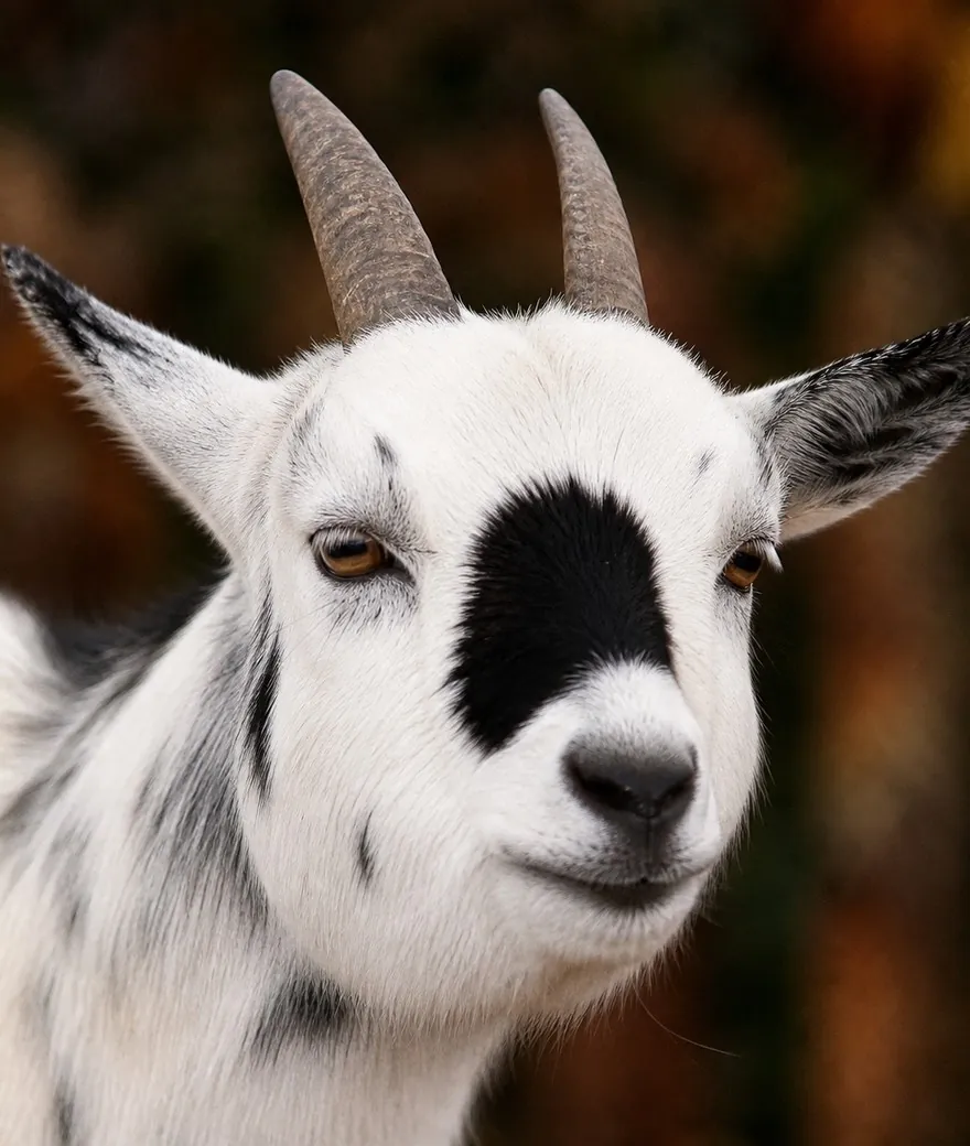 Goat for Qurbani
