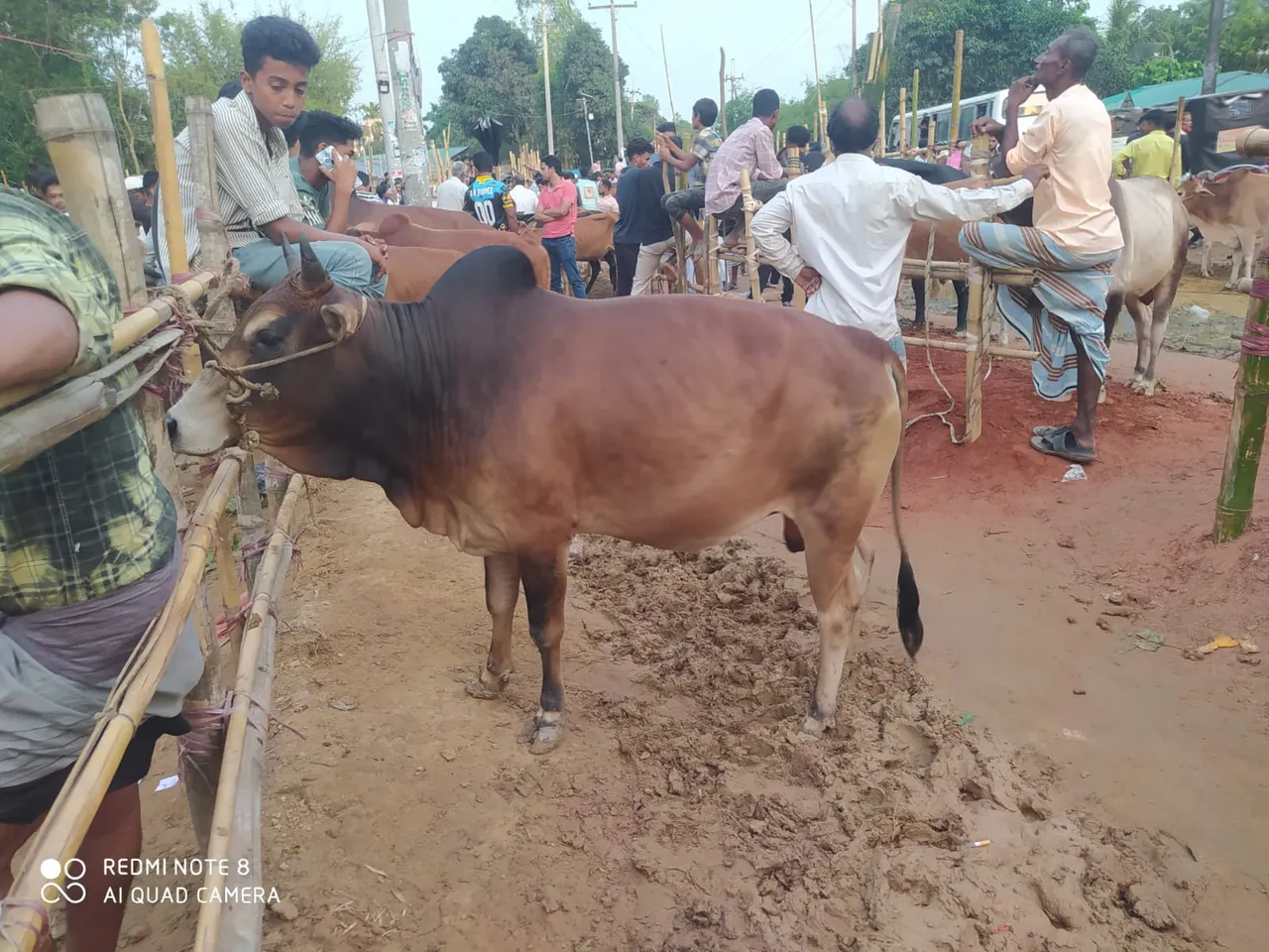 A cow selected for Ruhama's 2026 Qurbani distribution in Bangladesh